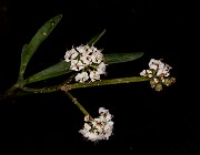 Lomatium piperi - Piper's Lomatium 18-9681